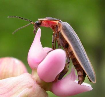 firefly pennsylvania insects fireflies species milkweed small night eggs larvae learn light index